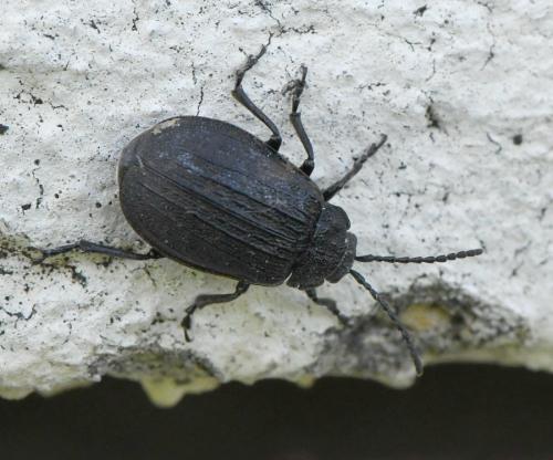 Réf. 217 165 : Galeruca interrupta